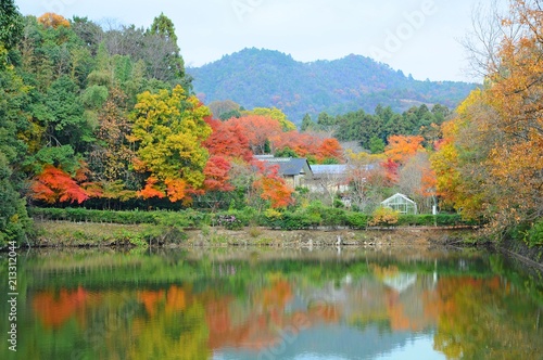 Fototapeta Naklejka Na Ścianę i Meble -  Colorful Leaves and Maple Trees in Autumn in Kyoto, Japan