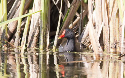 Schilderij op canvas Moorhen (Gallinula chloropus)