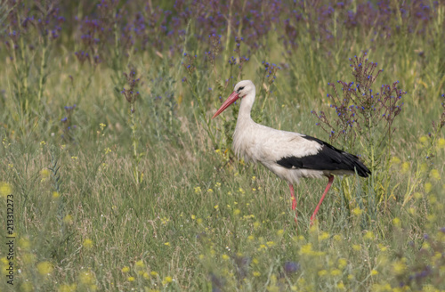 White Stork in a meadow