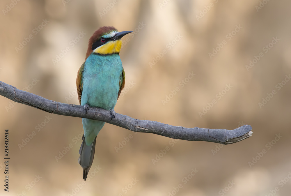 The European Bee-eater