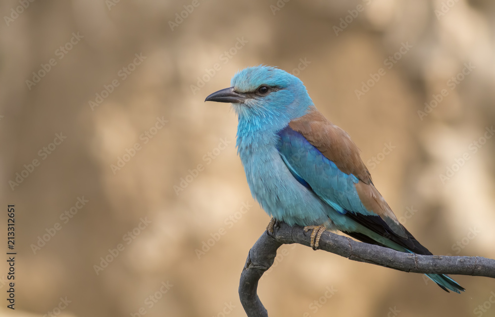 European roller (Coracias garrulus) sitting on a branch