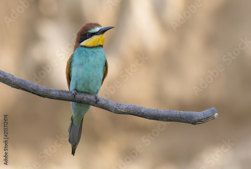 The European Bee-eater © georgigerdzhikov