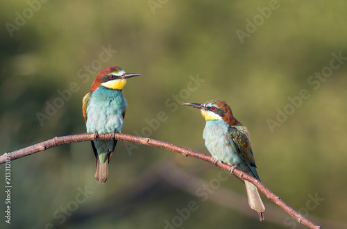 The European Bee-eaters © georgigerdzhikov