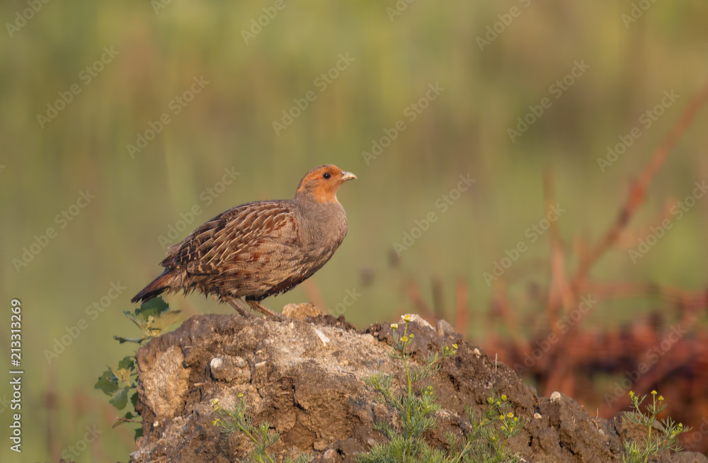 Grey Partridge sitting Grey Partridge sitting