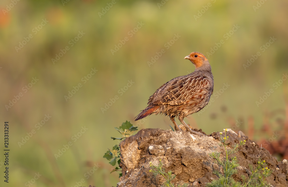 Grey Partridge sitting Grey Partridge sitting