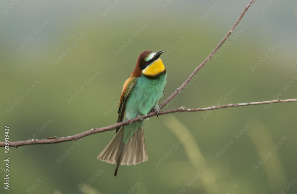 The European Bee-eaters