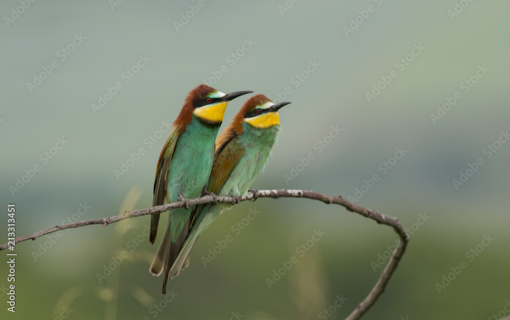 Fototapeta premium The European Bee-eaters