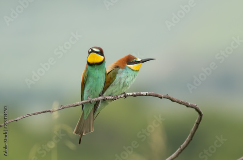 The European Bee-eaters