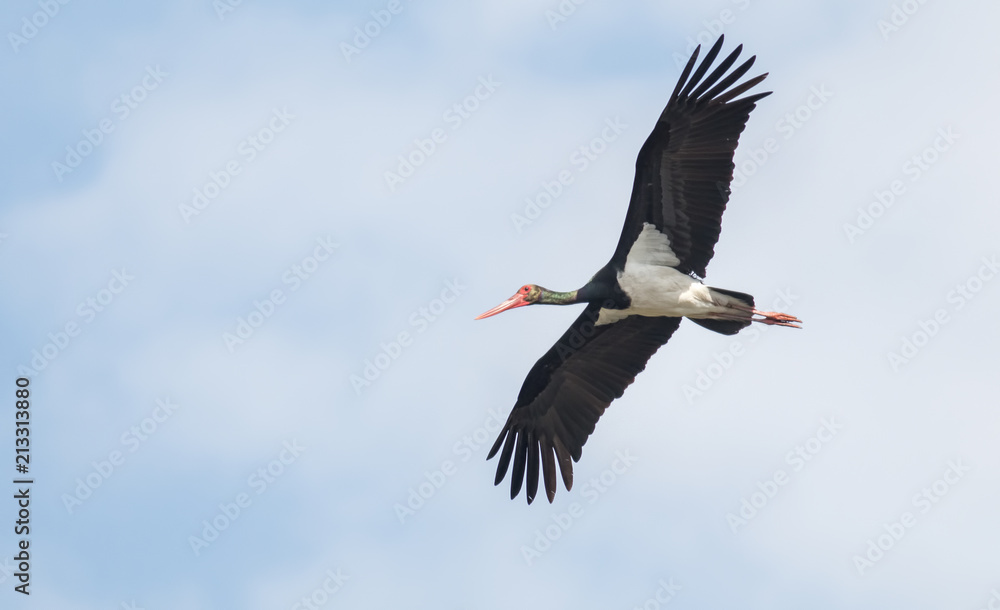 Naklejka premium A flying black stork in southern Saxony