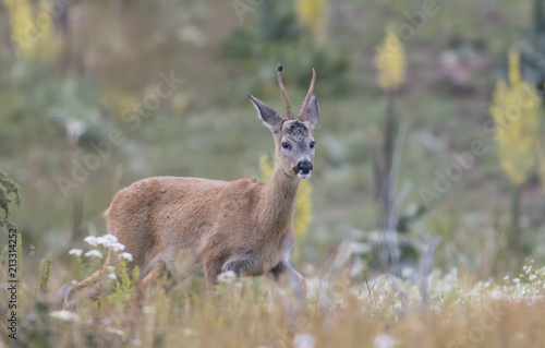 Fototapeta Naklejka Na Ścianę i Meble -  European Roe Deer