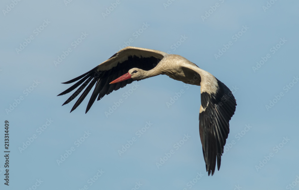 Obraz premium White stork (ciconia ciconia) flying