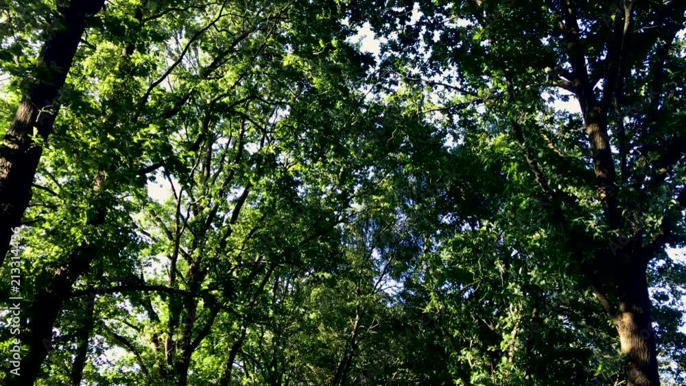 Dark path through the forest with lots of shades and trees Dark path through the forest with lots of shades and trees