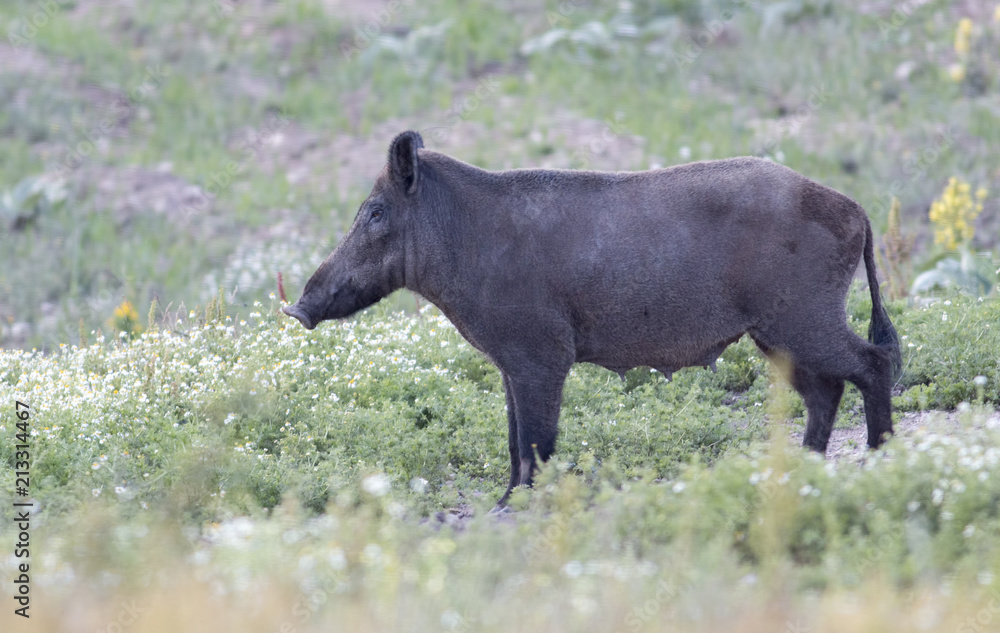 Wild boar on field Wild boar on field