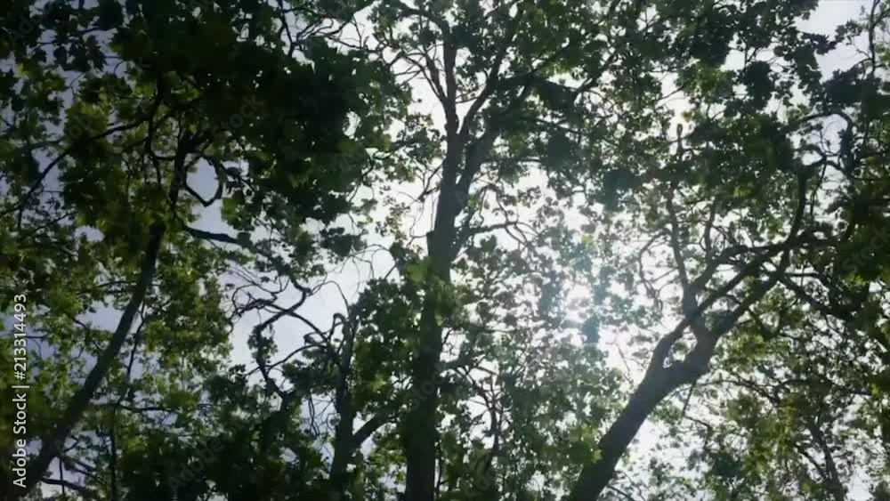 The sun shines through the branches and leaves of trees The sun shines through the branches and leaves of trees