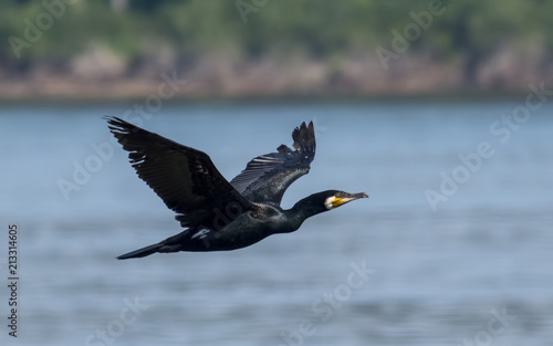 Greater Cormorant Flying