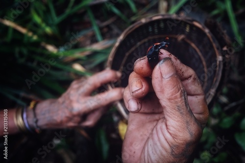 Muara Siberut, Mentawai Islands / Indonesia - Aug 15 2017: Tribal member collecting grubs and insects from a fallen sago tree in the middle of the jungle photo