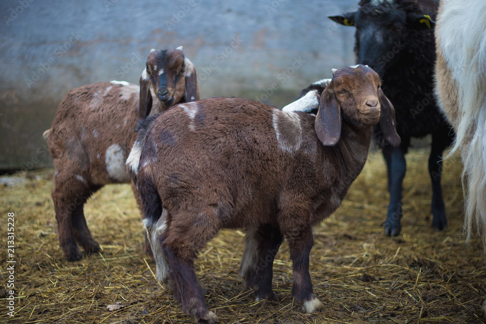 A baby goat on a farm. A baby goat on a farm.