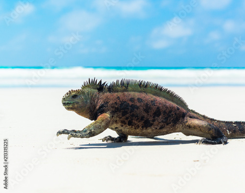Photos Iguana Beach