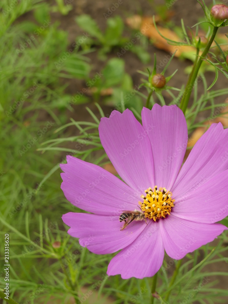 Obraz premium Angestrengt