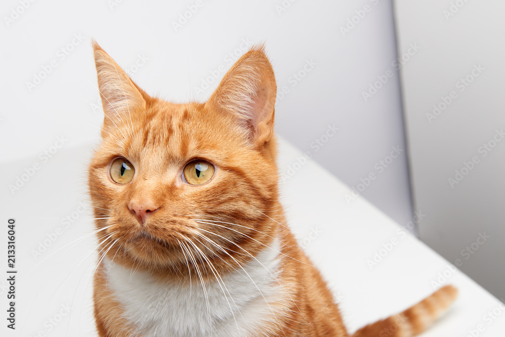 Handsome ginger tabby red cat sitting on a white table curiously looking off camera. Handsome ginger tabby red cat sitting on a white table curiously looking off camera.