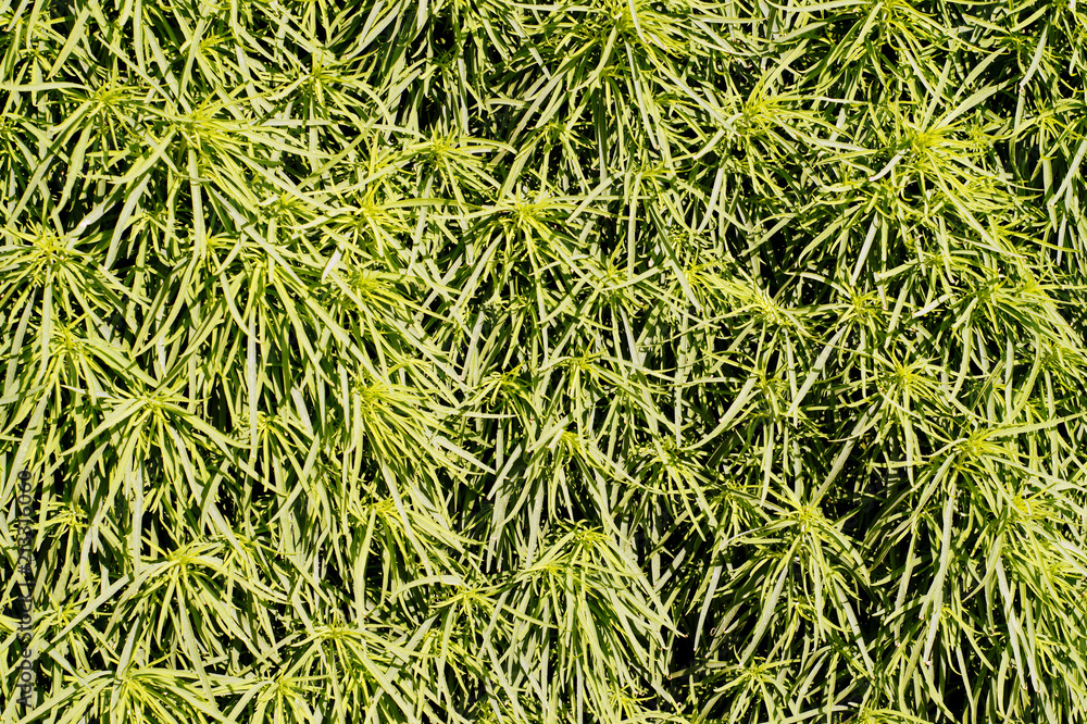 Background of natural green plants