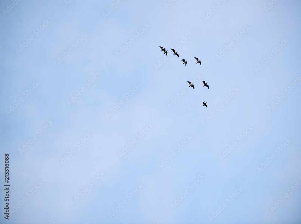 Obraz premium Group of seagulls flying in formation against a pale blue sky