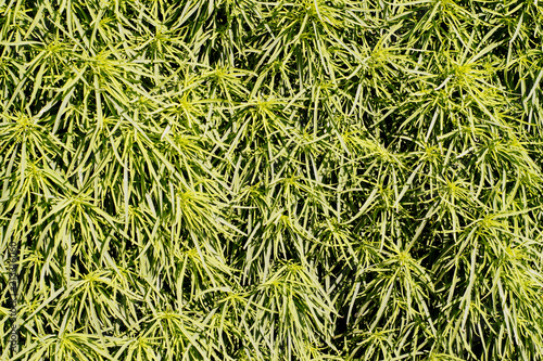 Obraz na płótnie Background of natural green plants w salonie