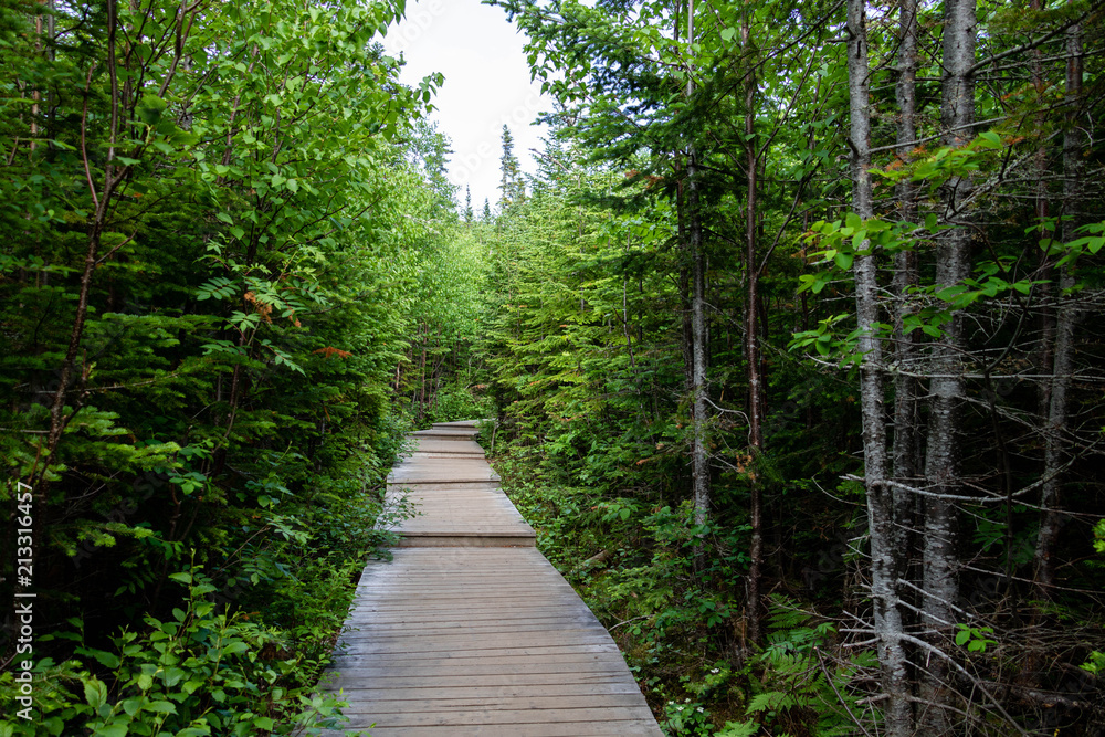 Obraz premium A path in a forest in a National Park in the Charlevoix Region, in Quebec, Canada. 