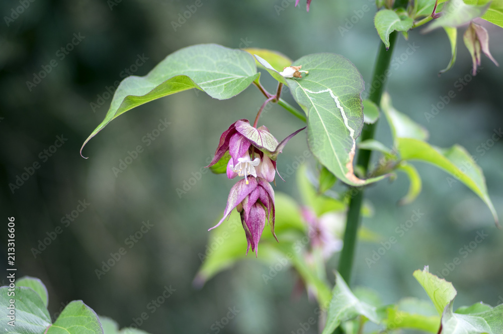 Leycesteria formosa the Himalayan honeysuckle flowers in bloom, dark red flowering plant, green leaves Leycesteria formosa the Himalayan honeysuckle flowers in bloom, dark red flowering plant, green leaves