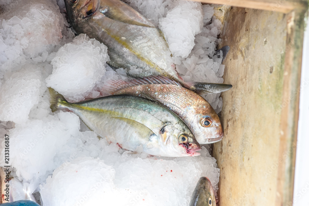 Trevally and snapper fish - freshly caught on ice on charter fishing boat in Northland, New Zealand, NZ