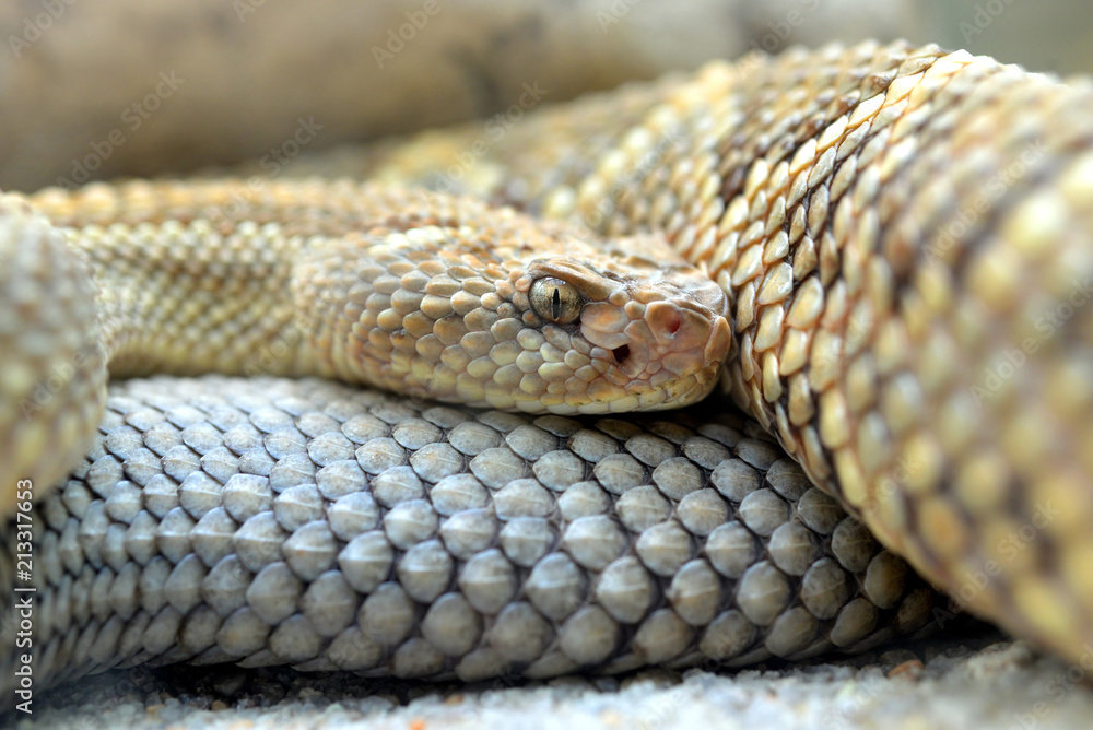 Fototapeta premium South American rattlesnake (Crotalus durissus unicolor) close up.Dangerous poison snake from Aruba island.