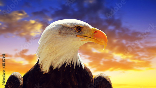 Portrait of a Bald Eagle (Haliaeetus Leucocephalus) with sunset sky at the background.