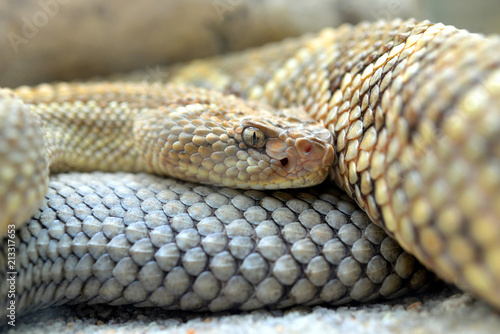 South American rattlesnake (Crotalus durissus unicolor) close up.Dangerous poison snake from Aruba island. photo