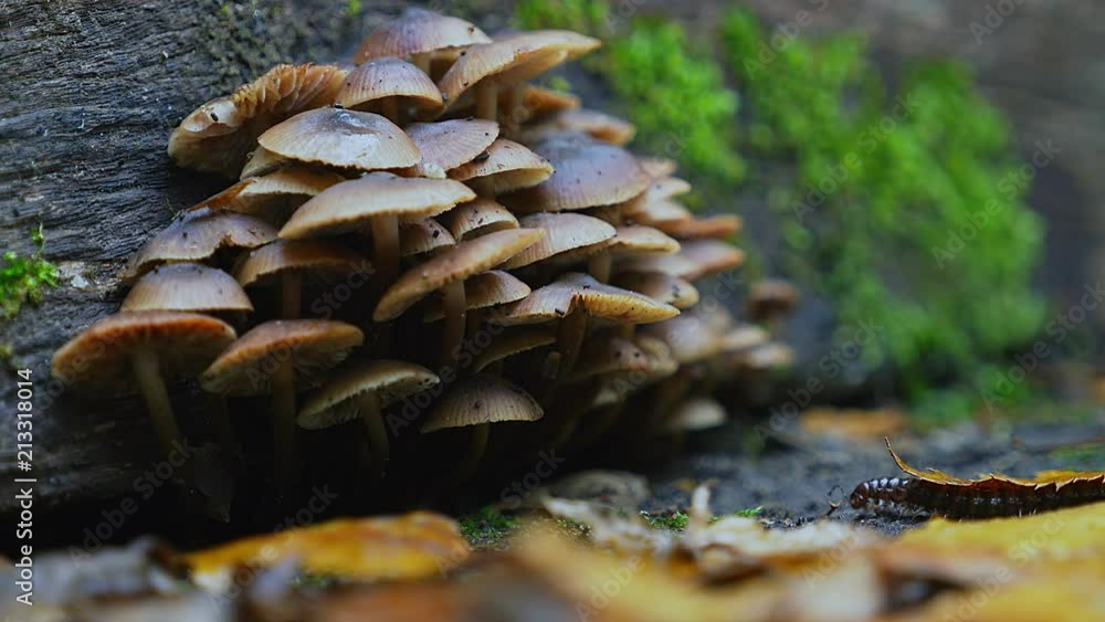 Millipede waking into shot from underneath a fallen leaf in front of pretty fungi and moss backdrop – pre-graded Millipede waking into shot from underneath a fallen leaf in front of pretty fungi and moss backdrop – pre-graded