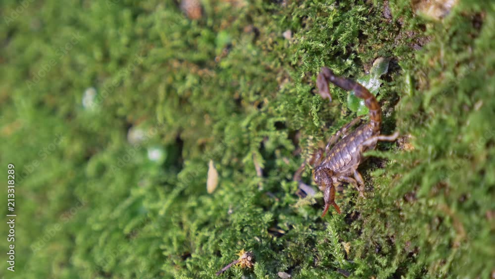 Scorpion on moss carpet facing downwards showing threatening gesture - close view, shallow depth of field Scorpion on moss carpet facing downwards showing threatening gesture - close view, shallow depth of field