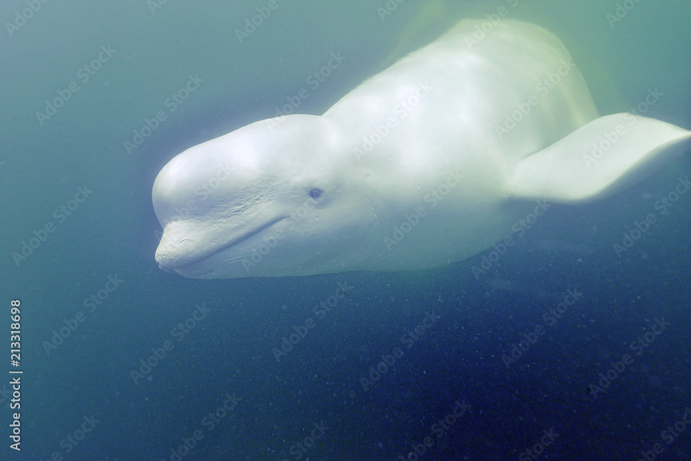 Fototapeta premium Smiley Beluga (biały delfin)