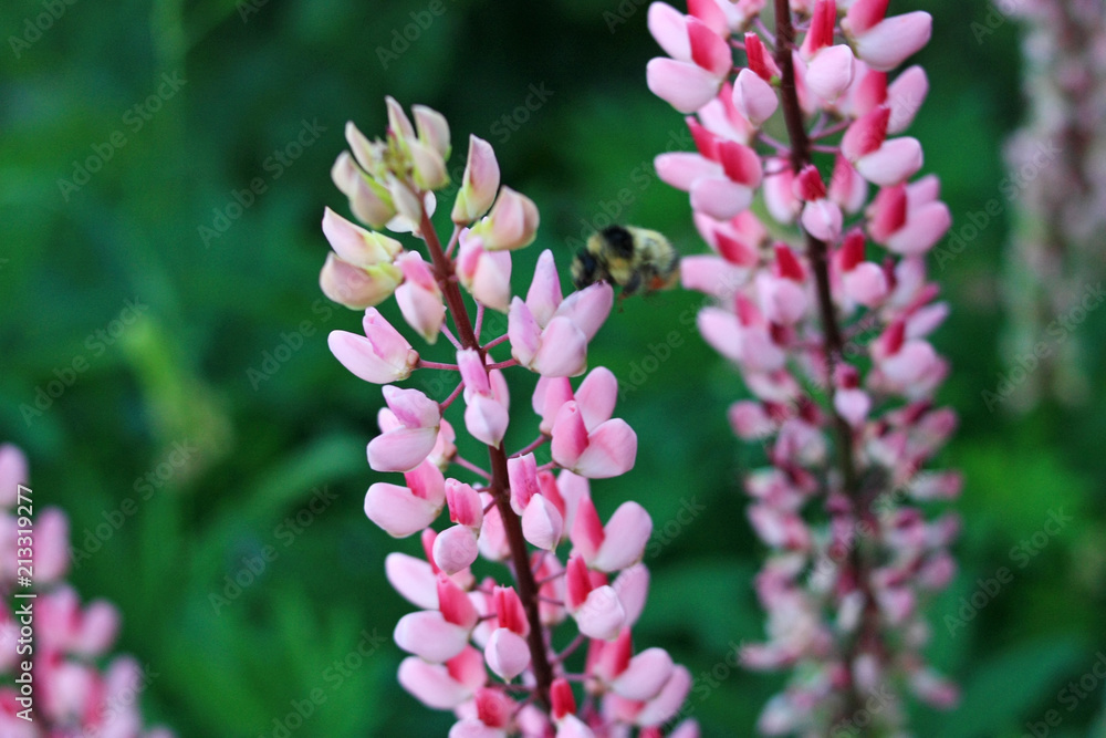 Pink flower lupine Pink flower lupine