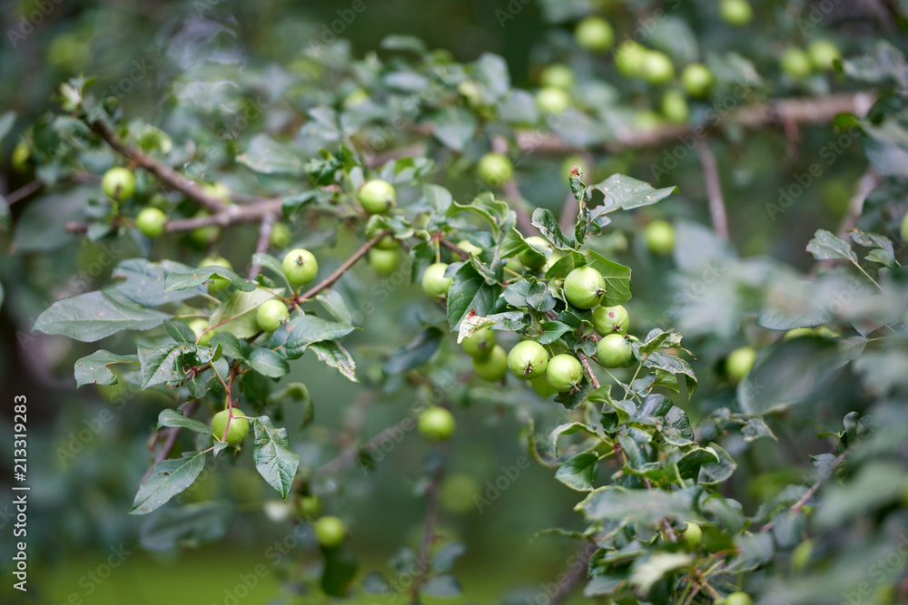 Apple harvest garden nature summer cherry grapes green Apple harvest garden nature summer cherry grapes green