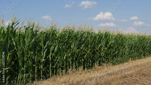 Green corn field and harvested wheat field, early summer with wind blowing, 4K footage
