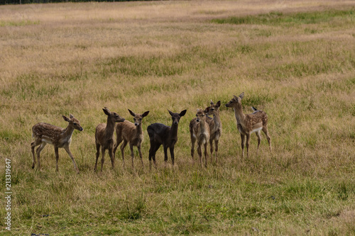 Damhirschjungtiere auf einer Wiese