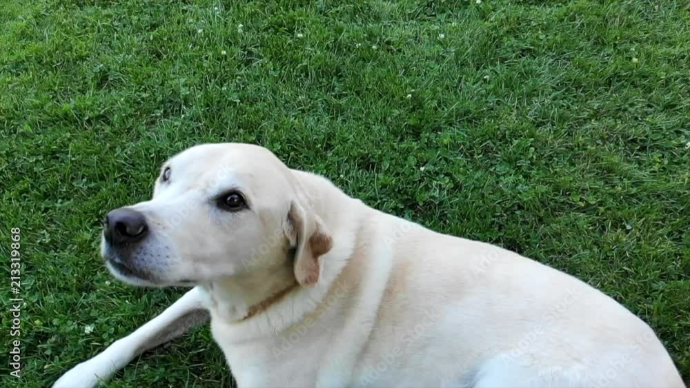 Slow motion shot of playful golden Labrador retriever asking for a belly rub Slow motion shot of playful golden Labrador retriever asking for a belly rub