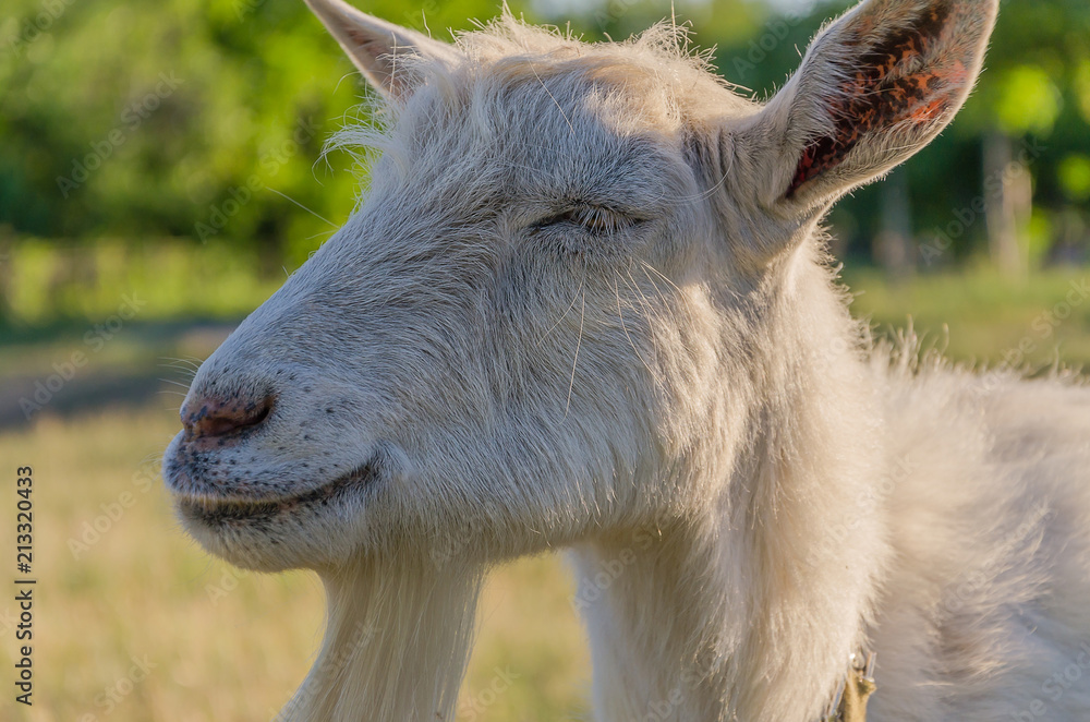 Fototapeta premium Goat walks in a meadow