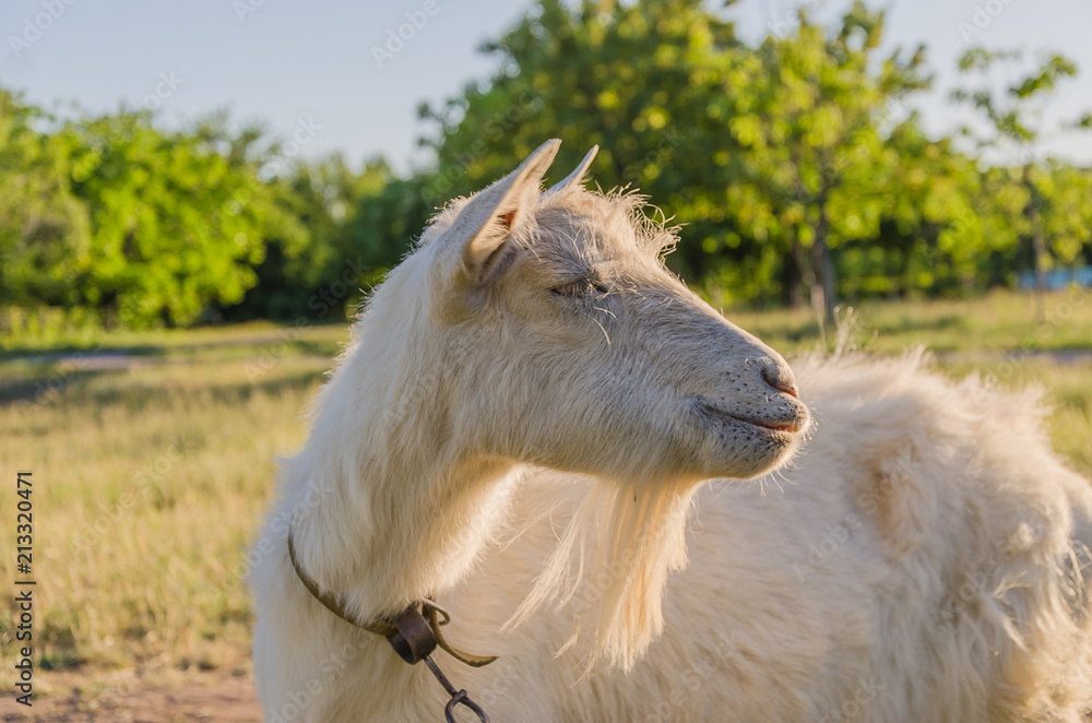 Obraz premium Goat walks in a meadow