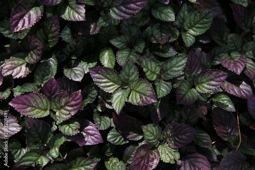 waffle plant  HEMIGRAPHIS COLORATA. green and purple metallic tint colour plants leaves background for environmental concepts.