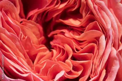 Nahaufnahme einer korallenfarbenen Rosenblüte