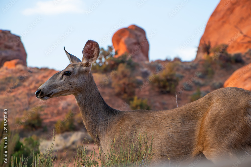 Obraz premium Deer in Arches National Park close up