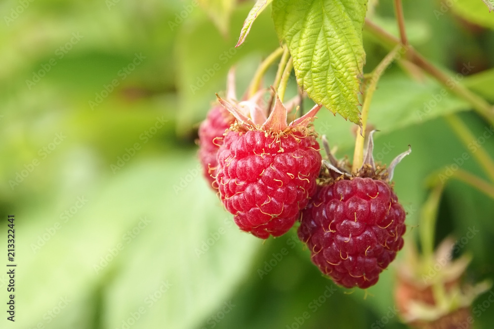 ripe berry raspberries on a branch ripe berry raspberries on a branch