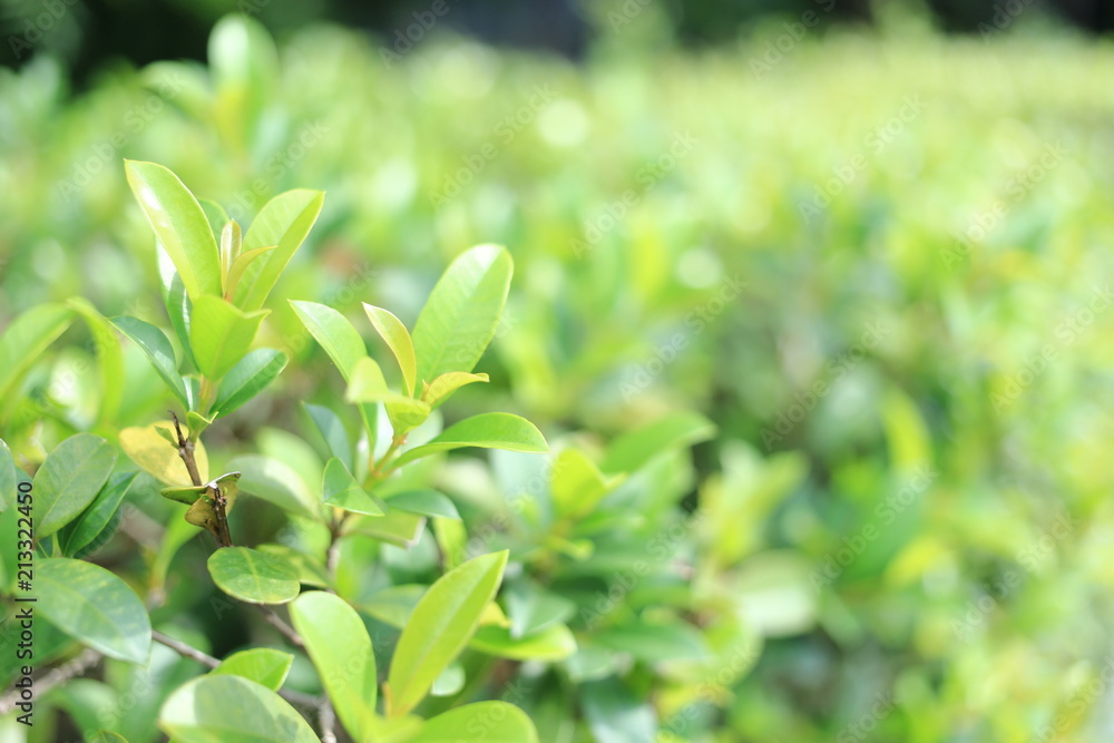 Closeup fresh new growth green leaves, copy space for nature background concepts. Closeup fresh new growth green leaves, copy space for nature background concepts.