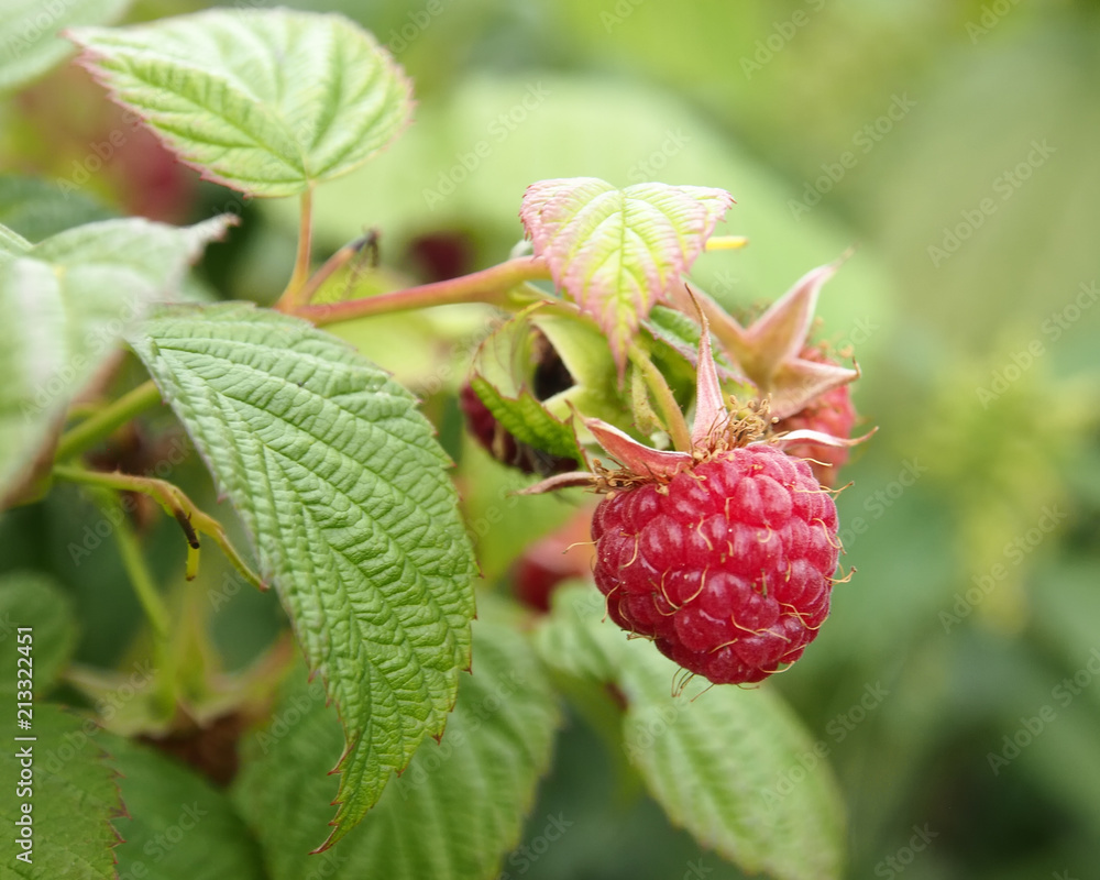 ripe berry raspberries on a branch ripe berry raspberries on a branch