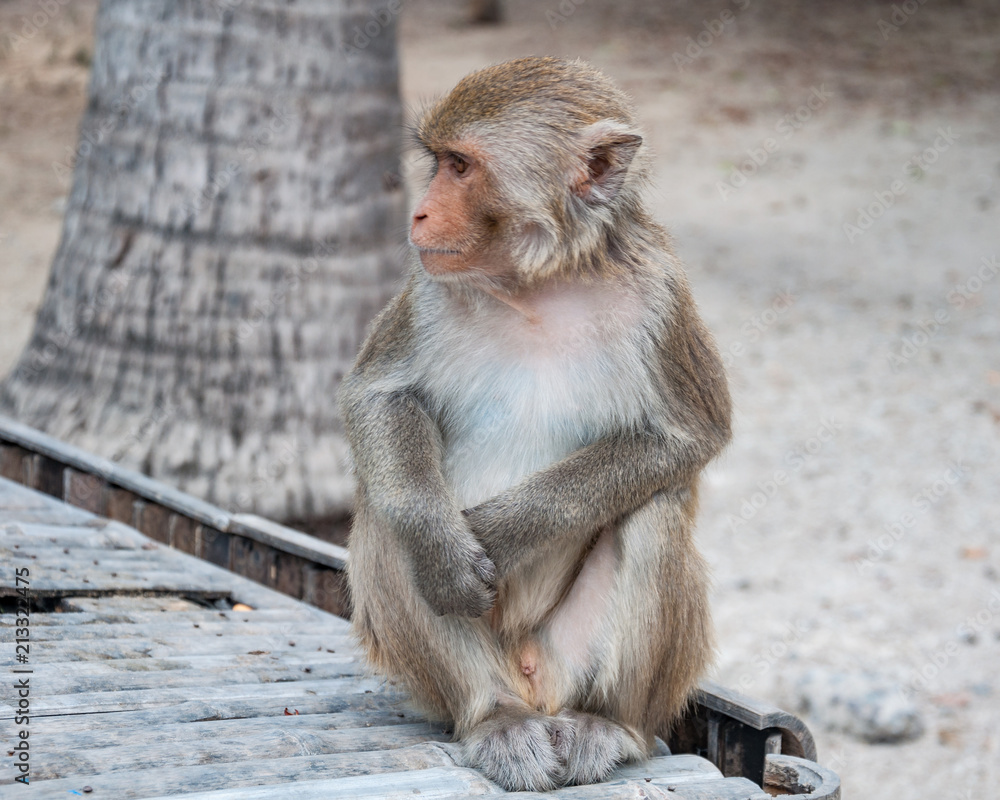 Naklejka premium A cute monkey sitting with a serious face, lives in a natural forest of Thailand.